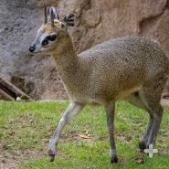 Klipspringer mom and calf