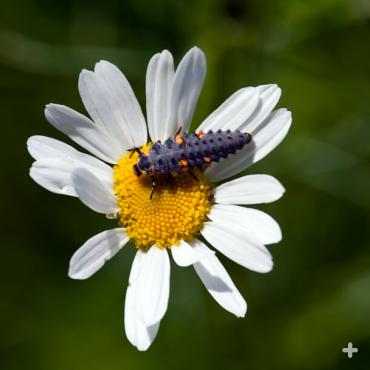 Ladybug eggs hatch into larvae, like this one, in just a few days. These larvae eat about 400 aphids in their first two weeks.