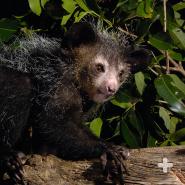 Aye-aye
