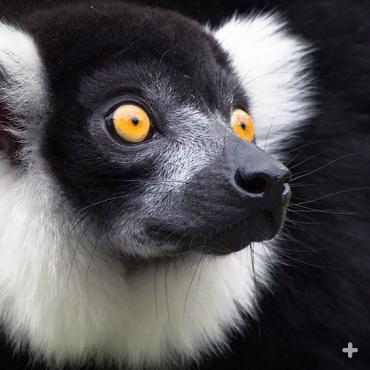 Black and white ruffed lemur