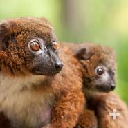 Brown lemur
