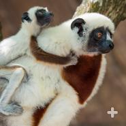 Coquerel's sifaka