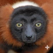 red-ruffed lemur