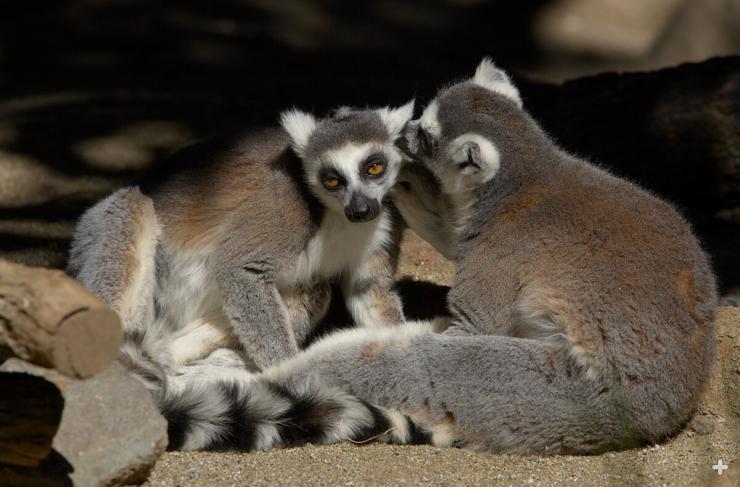 Ring-tailed lemurs