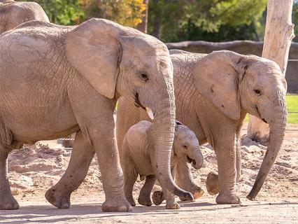 Elephants