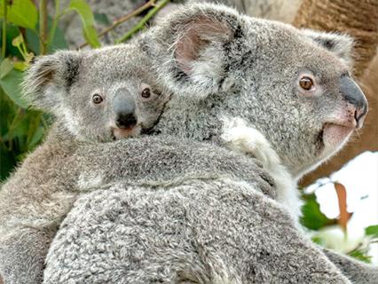 Koala cam