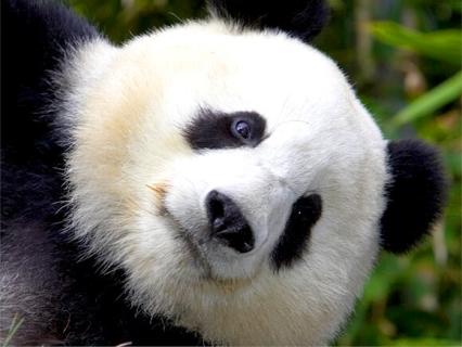 Panda cam