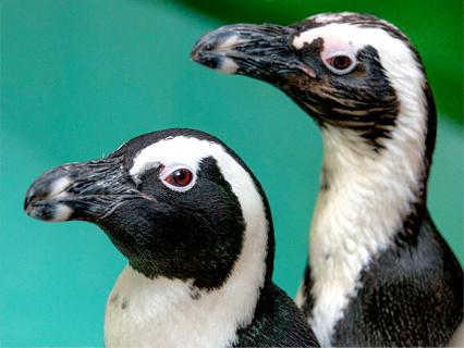 Penguin Cam