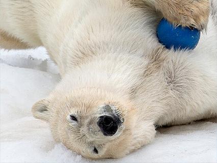 Polar cam
