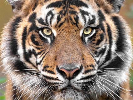 Tiger cam