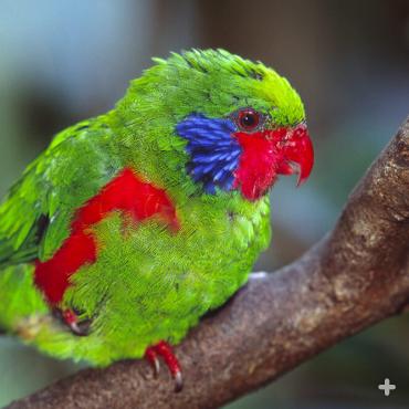 Two toes in front and two toes in back help lories and lorikeets like this western red-flanked lorikeet move about easily in tree branches and on the ground.