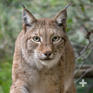 Eurasian lynx