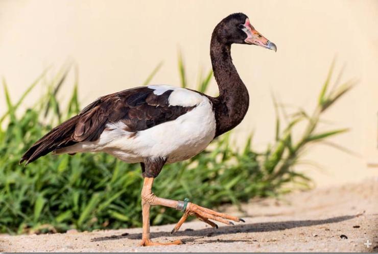 Magpie goose