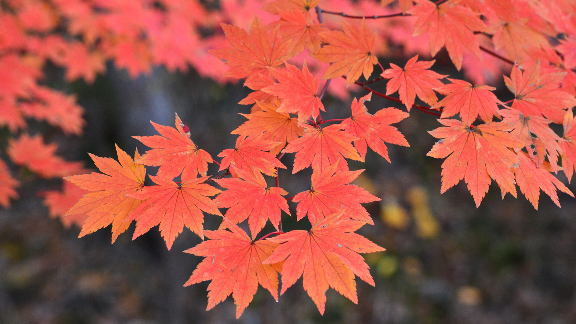 The red colors of a maple tree's leaves.