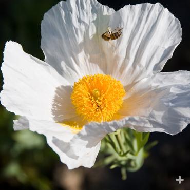 matilija poppy