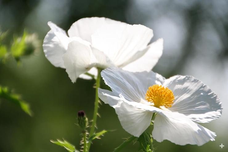 matilija poppy