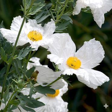 matilija poppy
