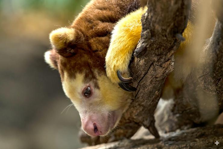 Matschie's tree kangaroo