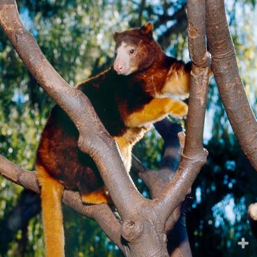 Matschie's tree kangaroo displaying its long tail