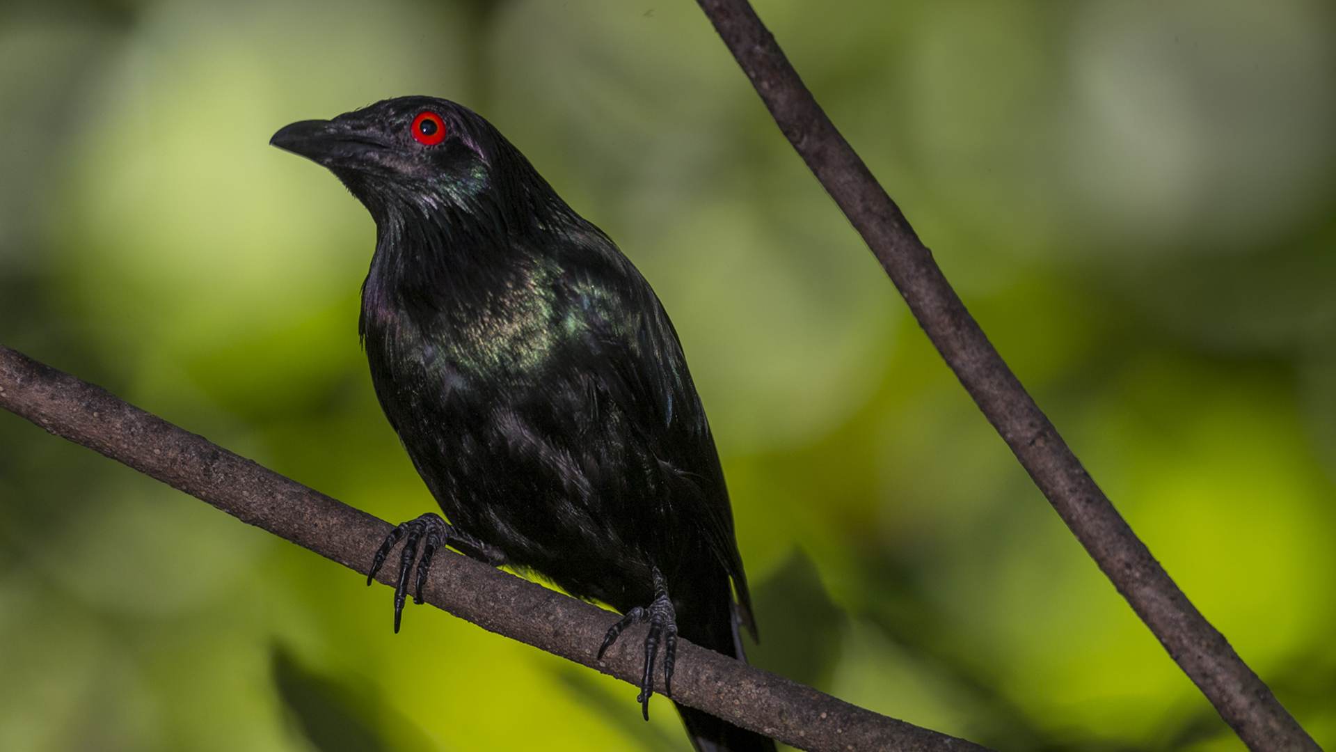 A Metallic Starling perched on a branch.