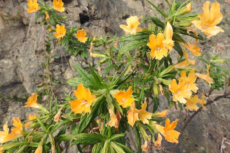 yellow monkey flowers