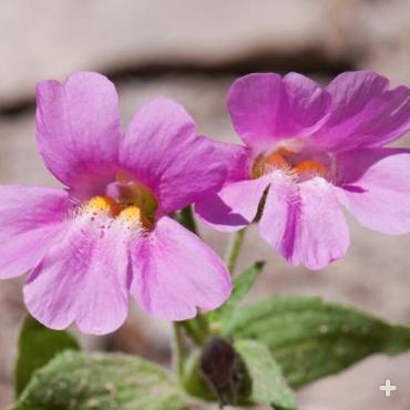 Pink monkey flower