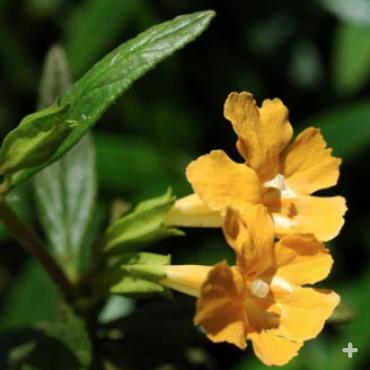Sticky monkey flower