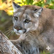 Mountain lion