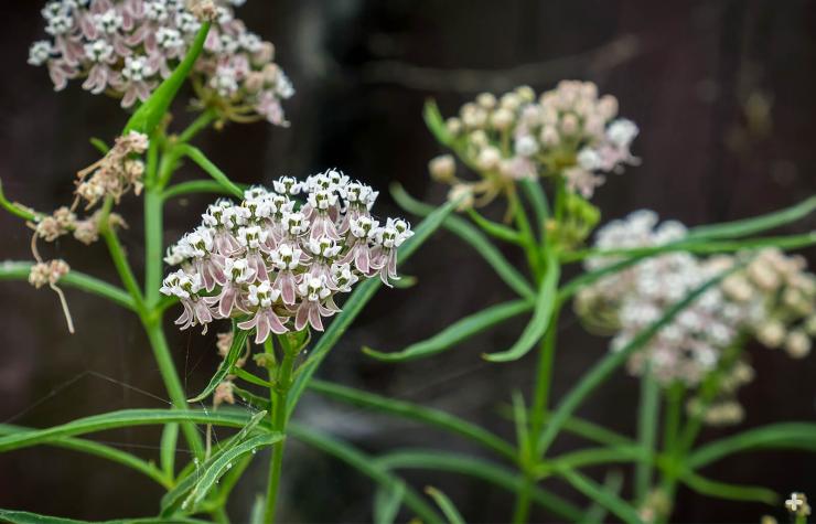Narrow-leaf milkweed in California