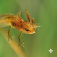 Great crested newt