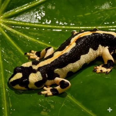 Kaisers newt