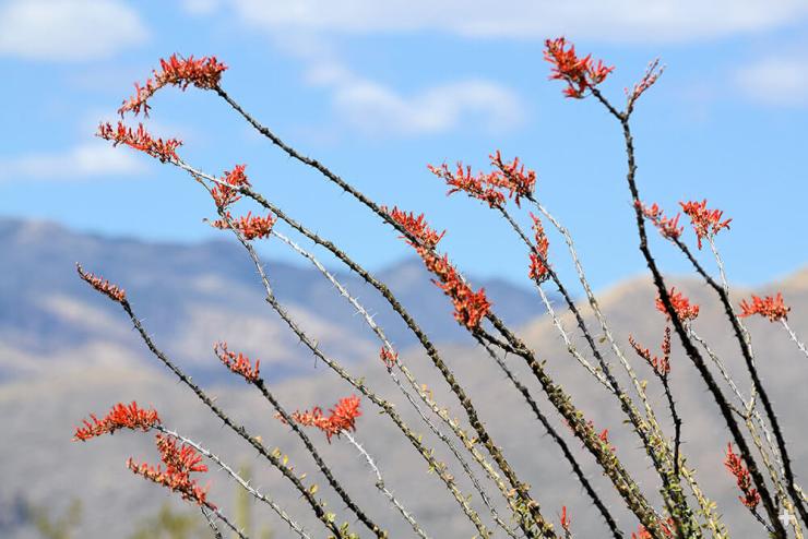 Ocotillo flowers