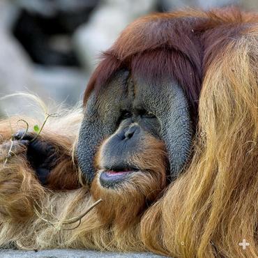 A cheek-padded or flanged adult male has big, fleshy cheek pads on the sides of his face and a large throat sac under his chin.