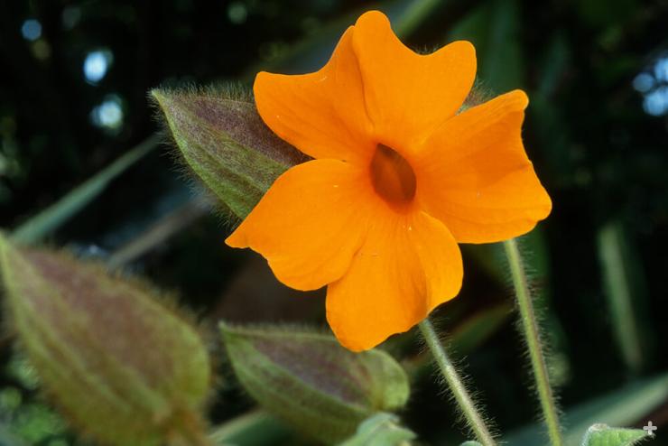 orange clock vine