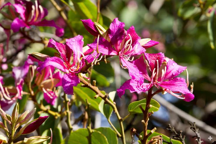 Hong Kong orchid tree blooms