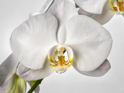 The white flower on an orchid.