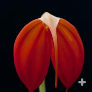 Masdevallia ignea