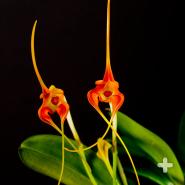 Masdevallia norops