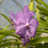 Vanda hybrid