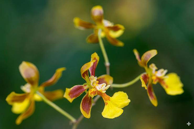 Oncidium sp.