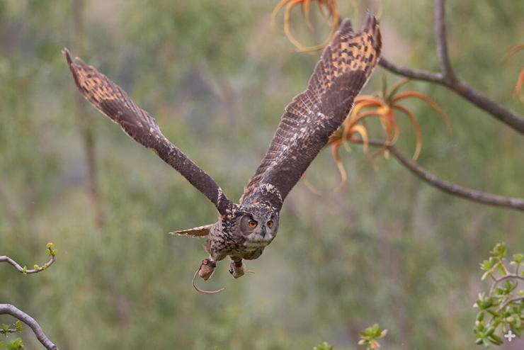 The largest owl is the Eurasian eagle-owl. It needs large territories and large prey to survive.