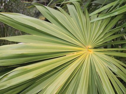 Close up of a fan palm frond.