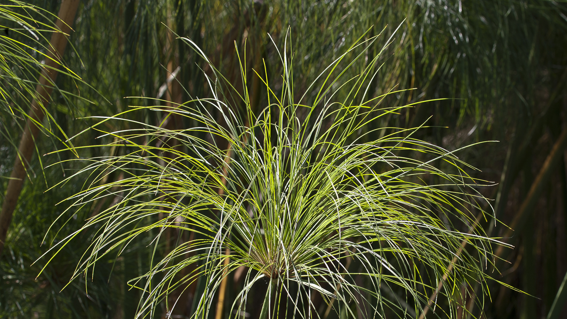 A Papyrus tree.