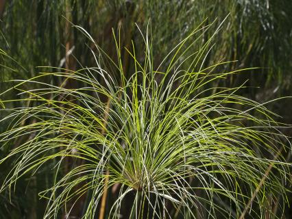 A Papyrus tree.