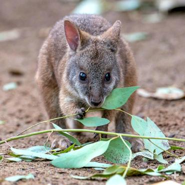 Parma Wallaby, San Diego Zoo.