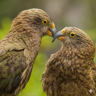 The San Diego Zoo has a breeding pair of keas, native to alpine and forest regions of New Zealand.