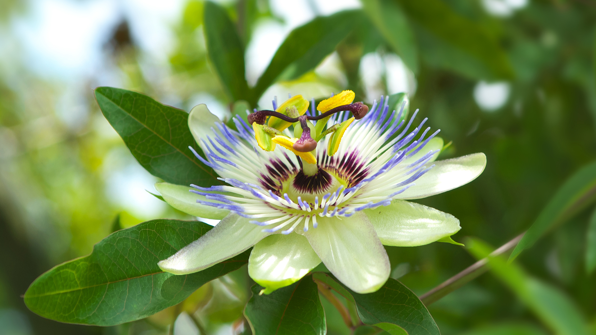 The open bloom of a purple and white Passion Vine.