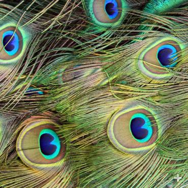 The blue-eyed feathers of the male's train are dropped once a year, replaced with new feathers.