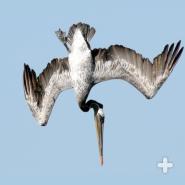 The brown pelican fishes by diving headfirst into the water.