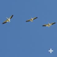 Strong flyers, pelicans like these American white pelicans are able to commute long distances from protected nesting areas to fishing grounds.